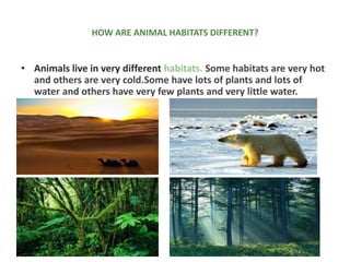 HOW ARE ANIMAL HABITATS DIFFERENT?
• Animals live in very different habitats. Some habitats are very hot
and others are very cold.Some have lots of plants and lots of
water and others have very few plants and very little water.