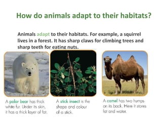 How do animals adapt to their habitats?
Animals adapt to their habitats. For example, a squirrel
lives in a forest. It has sharp claws for climbing trees and
sharp teeth for eating nuts.