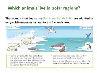 Which animals live in polar regions?
The animals that live at the North and South Poles are adapted to
very cold temperatures and to the ice and snow.

 