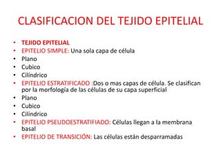 CLASIFICACION DEL TEJIDO EPITELIAL
• TEJIDO EPITELIAL
• EPITELIO SIMPLE: Una sola capa de célula
• Plano
• Cubico
• Cilíndrico
• EPITELIO ESTRATIFICADO :Dos o mas capas de célula. Se clasifican
por la morfología de las células de su capa superficial
• Plano
• Cubico
• Cilíndrico
• EPITELIO PSEUDOESTRATIFIADO: Células llegan a la membrana
basal
• EPITELIO DE TRANSICIÓN: Las células están desparramadas
 