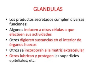 GLANDULAS
• Los productos secretados cumplen diversas
funciones:
• Algunos inducen a otras células a que
efectúen sus actividades
• Otros digieren sustancias en el interior de
órganos huecos
• Otros se incorporan a la matriz extracelular
• Otros lubrican y protegen las superficies
epiteliales; etc.
 