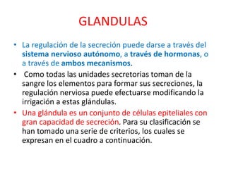 GLANDULAS
• La regulación de la secreción puede darse a través del
sistema nervioso autónomo, a través de hormonas, o
a través de ambos mecanismos.
• Como todas las unidades secretorias toman de la
sangre los elementos para formar sus secreciones, la
regulación nerviosa puede efectuarse modificando la
irrigación a estas glándulas.
• Una glándula es un conjunto de células epiteliales con
gran capacidad de secreción. Para su clasificación se
han tomado una serie de criterios, los cuales se
expresan en el cuadro a continuación.
 