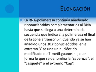 E LONGACIÓN
   La RNA-polimerasa continúa añadiendo
    ribonucleótidos complementarios al DNA
    hasta que se llega a una determinada
    secuencia que indica a la polimerasa el final
    de la zona a transcribir. Cuando ya se han
    añadido unos 30 ribonucleótidos, en el
    extremo 3’ se une un nucléotido
    modificado de 7-metil guanosina, que
    forma lo que se denomina la “caperuza”, el
    “casquete” o el extremo “Cap”.
 