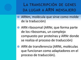 L A TRANSCRIPCIÓN DE GENES
     DA LUGAR A ARN MENSAJERO
   ARNm, molécula que sirve como molde
    de la traducción)
   ARN ribosomal (ARNr, que forma parte
    de los ribosomas, un complejo
    compuesto por proteínas y ARNr donde
    se realiza el proceso de traducción)
   ARN de transferencia (ARNt, moléculas
    que funcionan como adaptadores en el
    proceso de traducción).
 