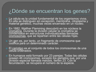 ¿Dónde se encuentran los genes?La célula es la unidad fundamental de los organismos vivos. En ella se distinguen sin excepción, membrana, citoplasma y material genético, muchas veces encerrado en un núcleo.En 1882, WaltherFlemming descubrió en los núcleos la cromatina. Durante la división celular la cromatina se condensaba en estructuras individualizadas llamadas cromosomas, que se repartían entre las células hijas.Un gen es, por tanto, un fragmento de cromosoma que codifica para un determinado carácter.El cariotipo es el conjunto de todos los cromosomas de una célula ordenados. En humanos está formado por 23 parejas. Todas las células poseen 46 cromosomas, excepto los gametos que, por una división especial llamada meiosis, tienen 23. Con la fecundación, se recupera el número de la especie.