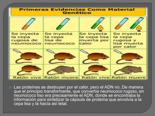 Las proteínas se destruyen por el calor, pero el ADN no. De manera que el principio transformante, que convertía neumococo rugoso, en neumococo liso era precisamente el ADN, donde se encontraba la información para sintetizar la cápsula de proteína que envolvía a la cepa lisa y la hacía así letal.
