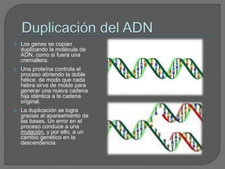Chargaff, que enunción sus leyes, según las cuales había la misma cantidad de A y T, de G y C, es decir, eran bases complementarias.Duplicación del ADNLos genes se copian duplicando la molécula de ADN, como si fuera una cremallera.Una proteína controla el proceso abriendo la doble hélice, de modo que cada hebra sirve de molde para generar una nueva cadena hija idéntica a la cadena original.La duplicación se logra gracias al apareamiento de las bases. Un error en el proceso conduce a una mutación, y por ello, a un cambio genético en la descendencia.