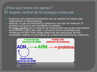 ¿Para qué sirven los genes? El dogma central de la biología molecularEl gen es una unidad de información que se copiará a sí mismo para transmitirse a la descendencia.Además, un gen se transcribirá y traducirá a otro tipo de molécula, la proteína, que será la que manifieste un carácter.El código genético es un conjunto de instrucciones que sirven para fabricar las proteínas a partir del orden o secuencia de los nucleótidos que constituyen el ADN. Este código determina que cada grupo de tres nucleótidos codifica un aminoácido (la unidad estructural de las proteínas).