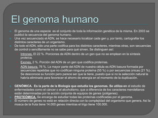 El genoma humanoEl genoma de una especie  es el conjunto de toda la información genética de la misma. En 2003 se publicó la secuencia del genoma humano.Una vez secuenciado el ADN, se hace necesario localizar cada gen y, por tanto, cartografiar los distintos caracteres de un organismo.De todo el ADN, sólo una parte codifica para los distintos caracteres, mientras otras, son secuencias de control o sencillamente no se sabe para qué sirven. Se distinguen así:Intrones. El 22 %. Porciones de ADN dentro de un gen que no se emplean en la síntesis proteíca.Exones. 2 %. Porción del ADN de un gen que codifica proteínas.ADN basura. 76 %. La mayor parte del ADN de nuestra célula es ADN basura formada por secuencias repetidas que no codifican ninguna proteína (55 %) o por secuencias únicas (21 %). Se desconoce su función pero parece ser que la tiene, puesto que si no la selección natural la habría eliminado para favorecer el ahorro de energía en el momento de la duplicación.GENÓMICA.  Es la parte de la Biología que estudia los genomas. Se utiliza en el estudio de enfermedades como el cáncer o el alcoholismo, que a diferencia de los caracteres mendelianos están determinadas por la acción conjunta de equipos de genes (poligenes).PROTEÓMICA. Se encarga de estudiar todas las proteínas codificadas por el genoma.Él número de genes no está en relación directa con la complejidad del organismo que genera. Así la mosca de la fruta tiene 14.000 genes mientras el trigo tiene 100.000.