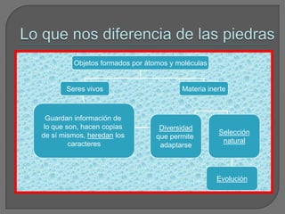 Lo que nos diferencia de las piedras