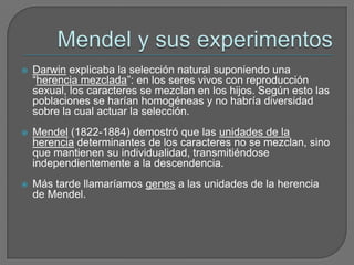 Mendel y sus experimentosDarwin explicaba la selección natural suponiendo una “herencia mezclada”: en los seres vivos con reproducción sexual, los caracteres se mezclan en los hijos. Según esto las poblaciones se harían homogéneas y no habría diversidad sobre la cual actuar la selección.Mendel (1822-1884) demostró que las unidades de la herencia determinantes de los caracteres no se mezclan, sino que mantienen su individualidad, transmitiéndose independientemente a la descendencia.Más tarde llamaríamos genes a las unidades de la herencia de Mendel. 