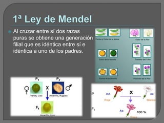 1ª Ley de MendelAl cruzar entre sí dos razas puras se obtiene una generación filial que es idéntica entre sí e idéntica a uno de los padres.