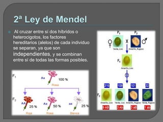 2ª Ley de Mendel Al cruzar entre sí dos híbridos o heterocigotos, los factores hereditarios (alelos) de cada individuo se separan, ya que son independientes, y se combinan entre sí de todas las formas posibles. 