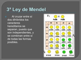 3ª Ley de Mendel      Al cruzar entre sí dos dihíbridos los caracteres hereditarios se separan, puesto que son independientes, y se combinan entre sí de todas las formas posibles. 