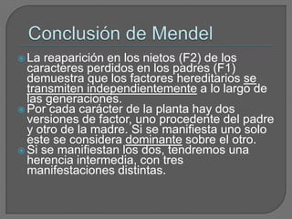 Conclusión de MendelLa reaparición en los nietos (F2) de los caracteres perdidos en los padres (F1) demuestra que los factores hereditarios se transmiten independientemente a lo largo de las generaciones.Por cada carácter de la planta hay dos versiones de factor, uno procedente del padre y otro de la madre. Si se manifiesta uno solo este se considera dominante sobre el otro.Si se manifiestan los dos, tendremos una herencia intermedia, con tres manifestaciones distintas.