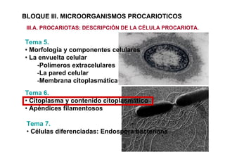 BLOQUE III. MICROORGANISMOS PROCARIOTICOS
 III.A. PROCARIOTAS: DESCRIPCIÓN DE LA CÉLULA PROCARIOTA.

Tema 5.
• Morfología y componentes celulares
• La envuelta celular
    -Polímeros extracelulares
    -La pared celular
    -Membrana citoplasmática
Tema 6.
• Citoplasma y contenido citoplasmático
• Apéndices filamentosos

 Tema 7.
 • Células diferenciadas: Endospora bacteriana
 