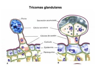 Tricomas glandulares
 