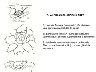 GLANDULAS PLURICELULARES



3: Hoja de Tamarix (tamarindo). Se observa
una glándula pluricelular de la sal.

8: glándula de yeso en Plumbago capensis
(jazmin azul), en vista superficial de la epidermis.

9: detalle de sección transversal de hoja de
Thymus capitatus (tomillo) con una glándula
secretora.
 