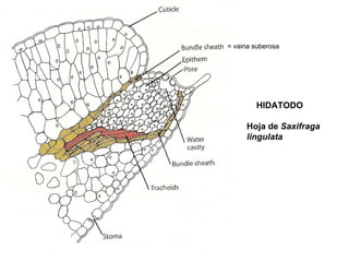 = vaina suberosa




        HIDATODO

     Hoja de Saxifraga
     lingulata
 