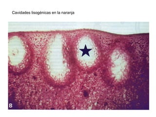 Cavidades lisogénicas en la naranja
 