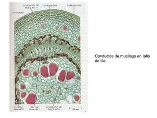 Conductos de mucílago en tallo
de tilo.
 
