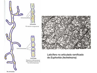 Laticífero no articulado ramificado
de Euphorbia (lechetrezna).
 