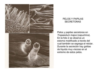 PELOS Y PAPILAS
      SECRETORAS



Pelos y papilas secretoras en
Tropaeolum majus (capuchina).
En la foto 2 se observa un
estoma modificado a través del
cual también se segrega el néctar.
Durante la secreción hay gotitas
de líquido muy viscoso en el
extremo de estos pelos.
 