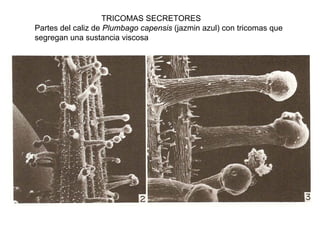 TRICOMAS SECRETORES
Partes del caliz de Plumbago capensis (jazmin azul) con tricomas que
segregan una sustancia viscosa
 