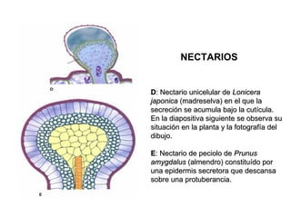 NECTARIOS


D: Nectario unicelular de Lonicera
japonica (madreselva) en el que la
secreción se acumula bajo la cutícula.
En la diapositiva siguiente se observa su
situación en la planta y la fotografía del
dibujo.

E: Nectario de peciolo de Prunus
amygdalus (almendro) constituído por
una epidermis secretora que descansa
sobre una protuberancia.
 