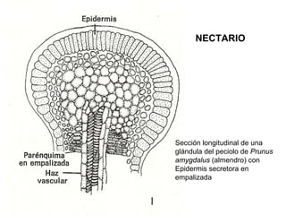 NECTARIO




Sección longitudinal de una
glándula del peciolo de Prunus
amygdalus (almendro) con
Epidermis secretora en
empalizada
 