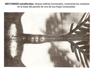 NECTARIOS extraflorales: Acacia collinsii (cornizuelo), mostrando los nectarios
        en la base del peciolo de una de sus hojas compuestas
 