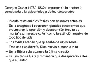 Georges Cuvier (1769-1832): Impulsor de la anatomía comparada y la paleontología de los vertebrados Intentó relacionar los fósiles con animales actuales En la antigüedad ocurrieron grandes cataclismos que provocaron la aparición y desaparición brusca de montañas, mares, etc. Así como la extinción masiva de todo tipo de vida Los fósiles eran lo que quedaba de estos seres Tras cada catástrofe, Dios  volvía a crear la vida En la Biblia solo aparece la última creación Es una teoría fijista y romántica que desapareció antes que su autor 
