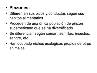Pinzones: Difieren en sus picos y conductas según sus habitos alimentarios Proceden de una única población de pinzón sudamericano que se ha diversificado Se diferencian según coman: semillas, insectos, sangre, etc… Han ocupado nichos ecológicos propios de otros animales 