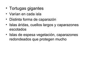 Tortugas gigantes Varían en cada isla Distinta forma de caparazón Islas áridas, cuellos largos y caparazones escotados Islas de espesa vegetación, caparazones redondeados que protegen mucho 