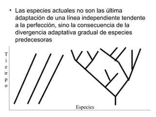 Las especies actuales no son las última ádaptación de una línea independiente tendente a la perfección, sino la consecuencia de la divergencia adaptativa gradual de especies predecesoras Tiempo Especies 