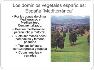 Los dominios vegetales españoles:
     España “Mediterránea”
 Por las zonas de clima
      Mediterráneo y
       Mediterráneo
     Continentalizado.
 Bosque mediterráneo
  perennifolio y matorral.
 Suele ser masas poco
   compactas y tamaño
         pequeño
    Troncos leñosos,
 corteza gruesa y rugosa
    Copas amplias y
         cerradas
 