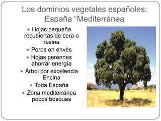 Los dominios vegetales españoles:
      España “Mediterránea
   Hojas pequeña
  recubiertas de cera o
         resina
    Poros en envés
    Hojas perennes
     ahorrar energía
 Árbol por excelencia
         Encina
     Toda España
  Zona mediterránea
     pocos bosques
 