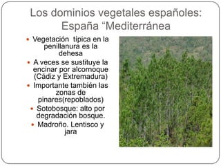 Los dominios vegetales españoles:
       España “Mediterránea
 Vegetación típica en la
     penillanura es la
          dehesa
 A veces se sustituye la
  encinar por alcornoque
  (Cádiz y Extremadura)
 Importante también las
        zonas de
   pinares(repoblados)
  Sotobosque: alto por
   degradación bosque.
  Madroño. Lentisco y
            jara
 