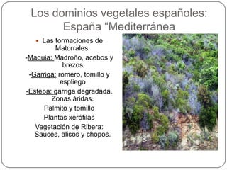 Los dominios vegetales españoles:
       España “Mediterránea
    Las formaciones de
          Matorrales:
-Maquia: Madroño, acebos y
             brezos
 -Garriga: romero, tomillo y
            espliego
-Estepa: garriga degradada.
        Zonas áridas.
      Palmito y tomillo
     Plantas xerófilas
   Vegetación de Ribera:
   Sauces, alisos y chopos.
 