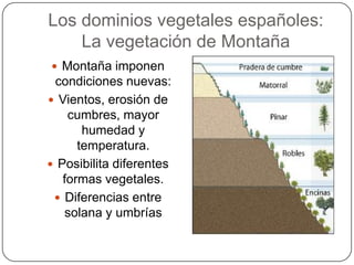 Los dominios vegetales españoles:
    La vegetación de Montaña
 Montaña imponen
 condiciones nuevas:
 Vientos, erosión de
    cumbres, mayor
       humedad y
      temperatura.
 Posibilita diferentes
   formas vegetales.
  Diferencias entre
   solana y umbrías
 