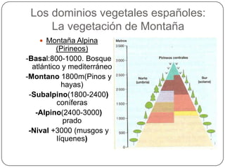 Los dominios vegetales españoles:
     La vegetación de Montaña
     Montaña Alpina
          (Pirineos)
-Basal:800-1000. Bosque
  atlántico y mediterráneo
-Montano 1800m(Pinos y
            hayas)
 -Subalpino(1800-2400)
          coníferas
   -Alpino(2400-3000)
            prado
 -Nival +3000 (musgos y
          líquenes)
 