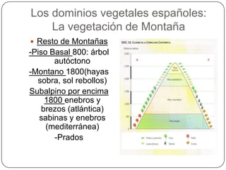 Los dominios vegetales españoles:
    La vegetación de Montaña
 Resto de Montañas
-Piso Basal 800: árbol
       autóctono
-Montano 1800(hayas
  sobra, sol rebollos)
Subalpino por encima
     1800 enebros y
    brezos (atlántica)
   sabinas y enebros
     (mediterránea)
       -Prados
 