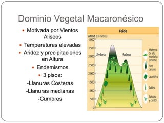 Dominio Vegetal Macaronésico
  Motivada por Vientos
          Aliseos
 Temperaturas elevadas
 Aridez y precipitaciones
         en Altura
       Endemismos
         3 pisos:
   -Llanuras Costeras
   -Llanuras medianas
        -Cumbres
 