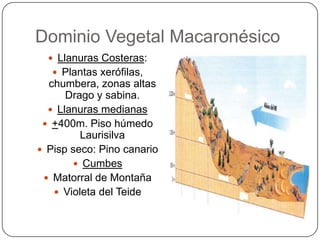 Dominio Vegetal Macaronésico
   Llanuras Costeras:
    Plantas xerófilas,
  chumbera, zonas altas
      Drago y sabina.
   Llanuras medianas
  +400m. Piso húmedo
         Laurisilva
 Pisp seco: Pino canario
        Cumbes
  Matorral de Montaña
    Violeta del Teide
 