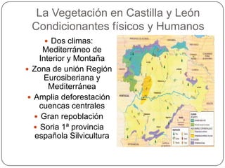 La Vegetación en Castilla y León
 Condicionantes físicos y Humanos
      Dos climas:
      Mediterráneo de
     Interior y Montaña
 Zona de unión Región
       Eurosiberiana y
        Mediterránea
  Amplia deforestación
     cuencas centrales
    Gran repoblación
    Soria 1ª provincia
   española Silvicultura
 