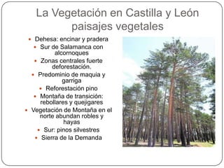 La Vegetación en Castilla y León
         paisajes vegetales
  Dehesa: encinar y pradera
    Sur de Salamanca con
          alcornoques
    Zonas centrales fuerte
         deforestación.
   Predominio de maquia y
             garriga
      Reforestación pino
    Montaña de transición:
     rebollares y quejigares
 Vegetación de Montaña en el
     norte abundan robles y
              hayas
     Sur: pinos silvestres
    Sierra de la Demanda
 