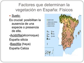 Factores que determinan la
     vegetación en España: Físicos
 Suelo:
Es crucial: posibilitan la
  ausencia de una
  especie o presencia
  de ella.
-Acidófila(alcornoque)
España silicia
-Basófila (haya)
España Caliza
 