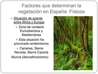Factores que determinan la
    vegetación en España: Físicos
 Situación de puente
 entre África y Europa
   Zona de contacto
     Eurosiberiana y
       Mediterránea
   Esta situación ha
 provocado endemismos
    Canarias, Sierra
 Nevada, Sierra Cazorla
Murcia (iberoafricanismo)
 