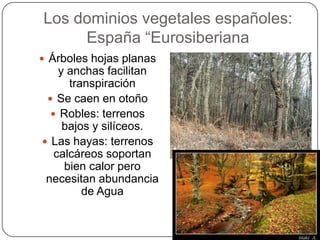 Los dominios vegetales españoles:
     España “Eurosiberiana
 Árboles hojas planas
    y anchas facilitan
      transpiración
  Se caen en otoño
   Robles: terrenos
     bajos y silíceos.
 Las hayas: terrenos
   calcáreos soportan
     bien calor pero
 necesitan abundancia
         de Agua
 