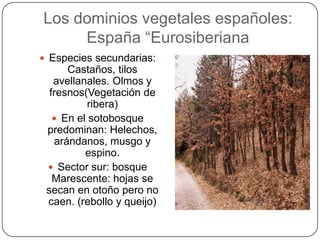 Los dominios vegetales españoles:
     España “Eurosiberiana
 Especies secundarias:
      Castaños, tilos
   avellanales. Olmos y
  fresnos(Vegetación de
           ribera)
    En el sotobosque
 predominan: Helechos,
   arándanos, musgo y
          espino.
  Sector sur: bosque
   Marescente: hojas se
 secan en otoño pero no
 caen. (rebollo y queijo)
 